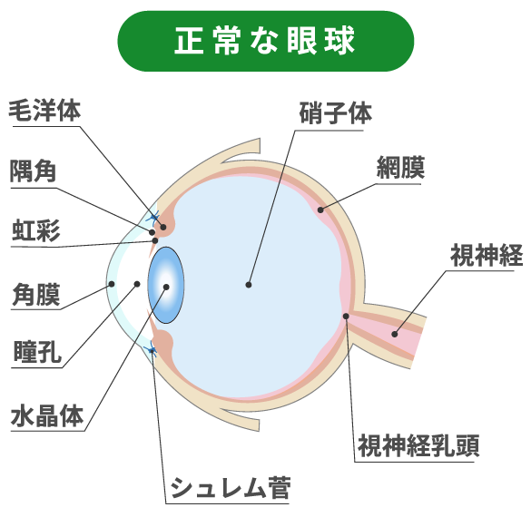 正常な眼球